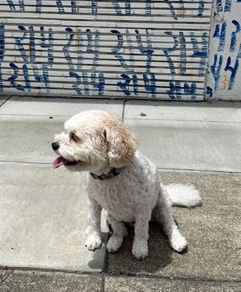 Chloe, Chief Puppy Officer of Davi-Gold LLC